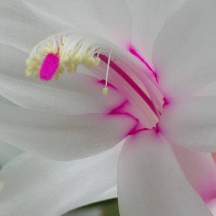 plant image 406826