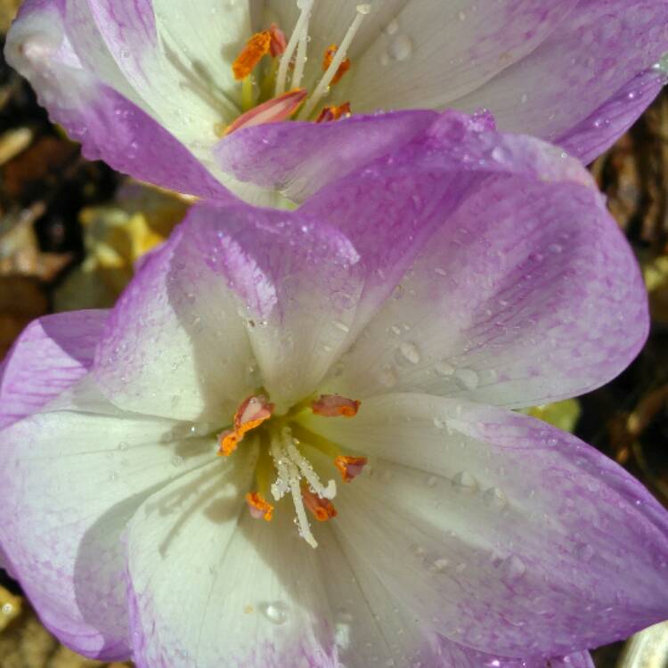 Plant image Colchicum 'Dick Trotter'