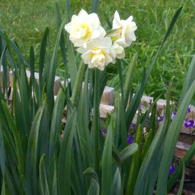 Daffodil 'Erlicheer' (Double)
