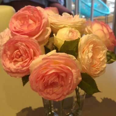 Rose 'Eden Rose 88' (Climbing)