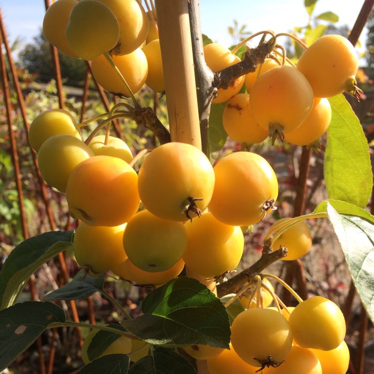Plant image Malus x zumi 'Golden Hornet'