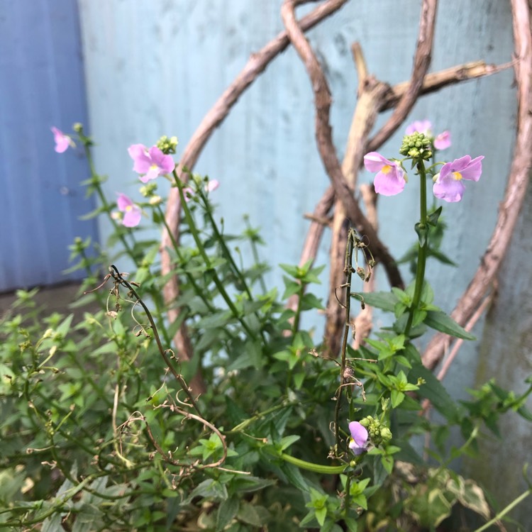 Plant image Nemesia 'Aromatica Rose Pink'