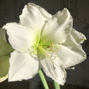 Hippeastrum