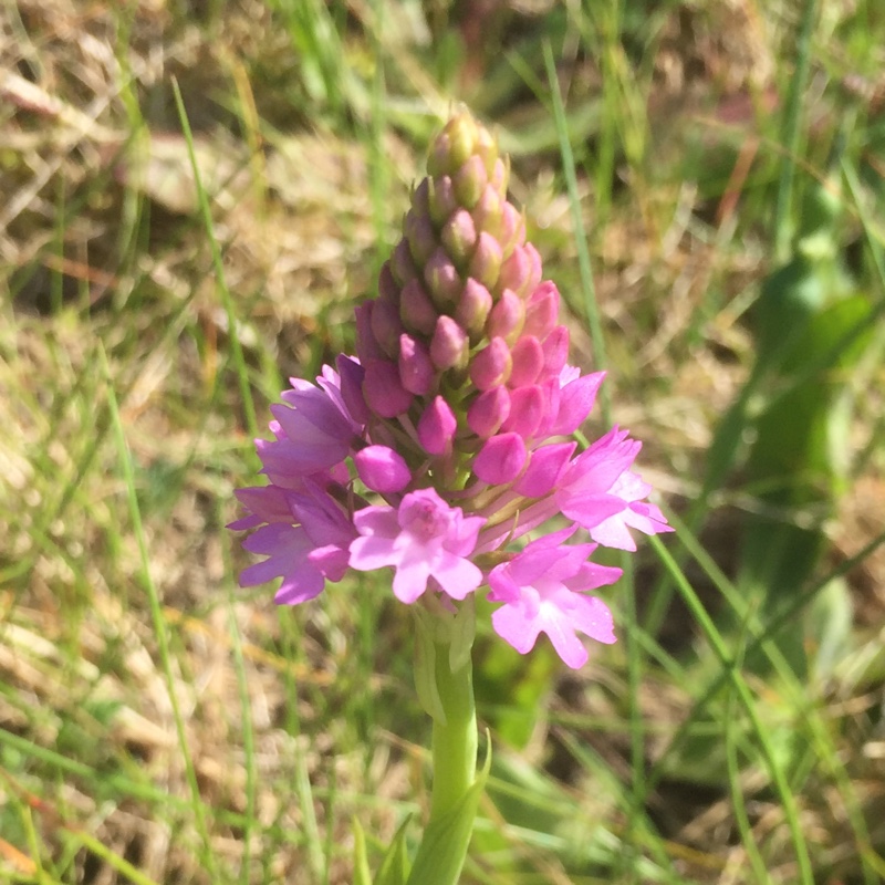 Plant image Dactylorhiza majalis