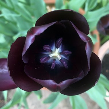 Tulipa 'Queen of Night'