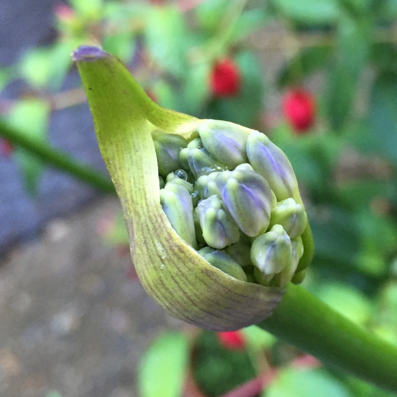 Agapanthus