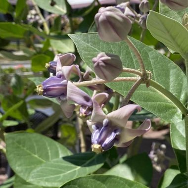 Calotropis gigantea