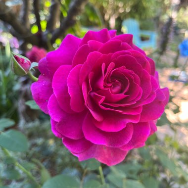 Rose 'Timeless Purple' (Hybrid Tea)