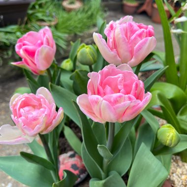 Sarah's garden