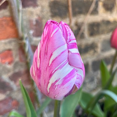 Sarah's garden