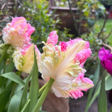Sarah's garden