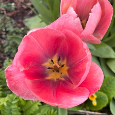 Sarah's garden