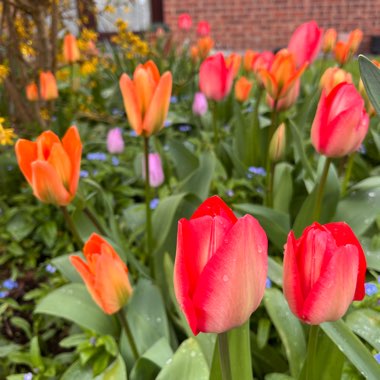 Sarah's garden