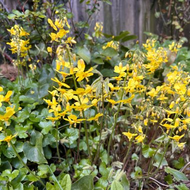 Barrenwort 'Sulphureum'