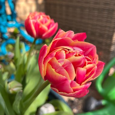Sarah's garden