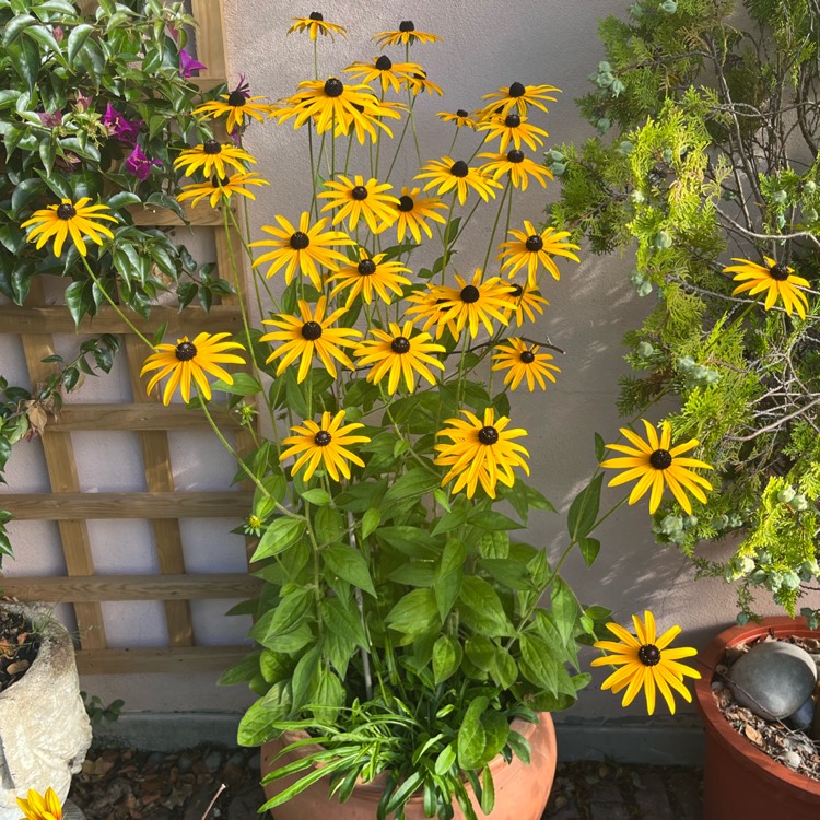 plant image 1688414