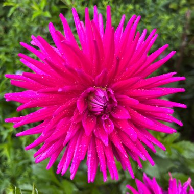 Bedding Dahlia