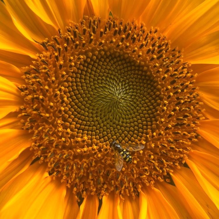 plant image 1688977