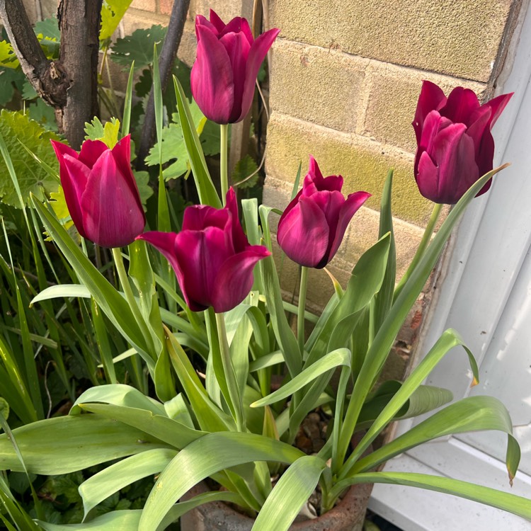 Plant image Tulipa 'Merlot'
