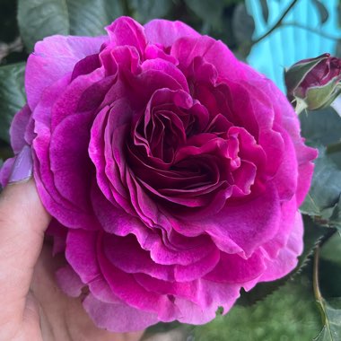 Purple Passion