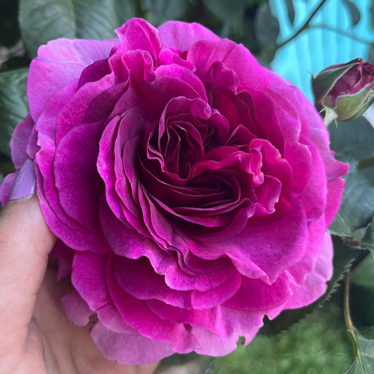 plant image 1734555