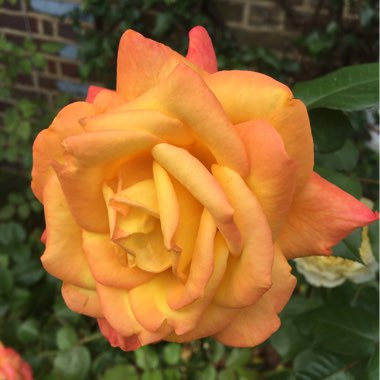 Rosa 'Doris Tysterman'