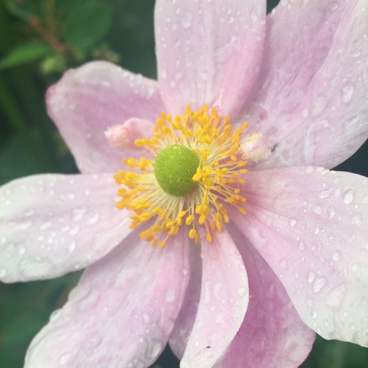 Plant image Anemone hupehensis var. japonica 'Pink Saucer'