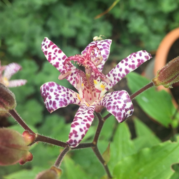 plant image 227734