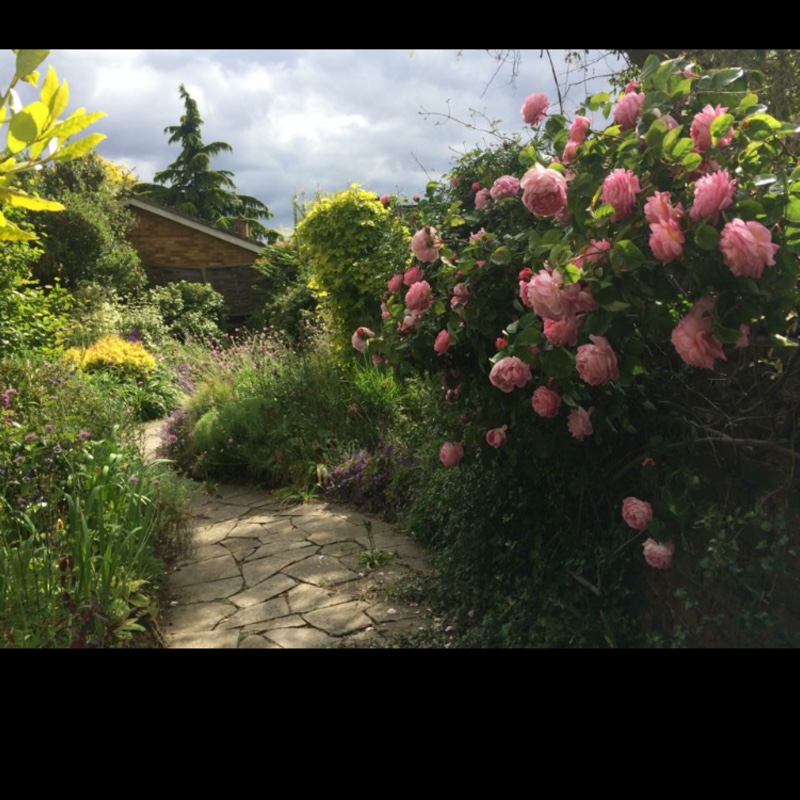 Rosa 'Ausbord' syn. Rosa 'Gertrude Jekyll'