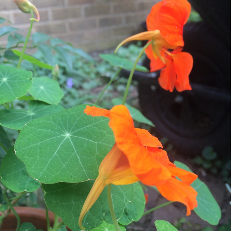 Plant image Tropaeolum majus 'Tom Thumb'