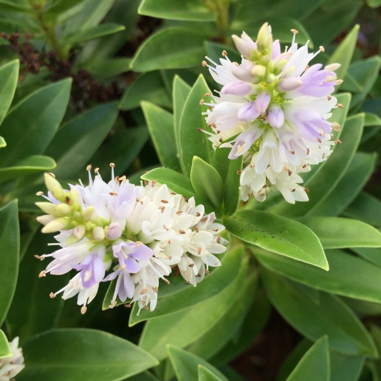 Plant image Hebe