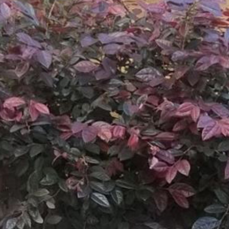Plant image Loropetalum chinense var. rubrum 'Fire Dance'
