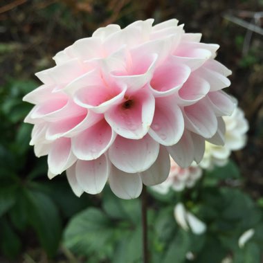 Dahlia (Border Varieties)