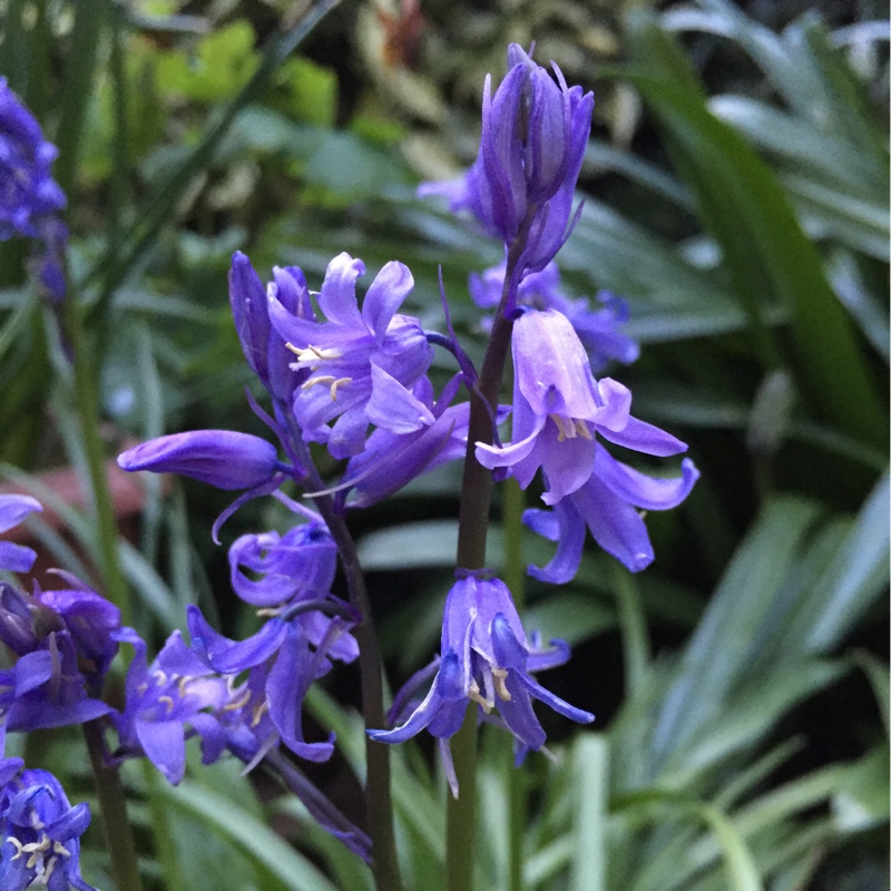 Hyacinthoides non-scripta