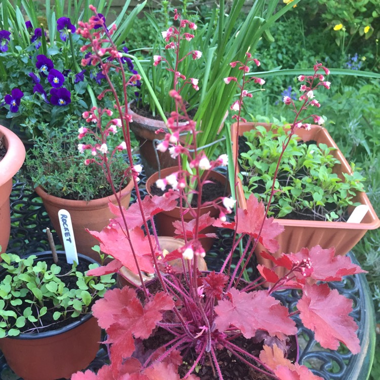 Plant image Heuchera 'Fire Chief'