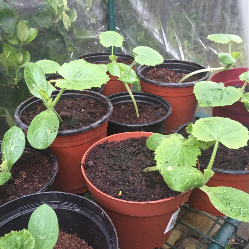 Cucurbita