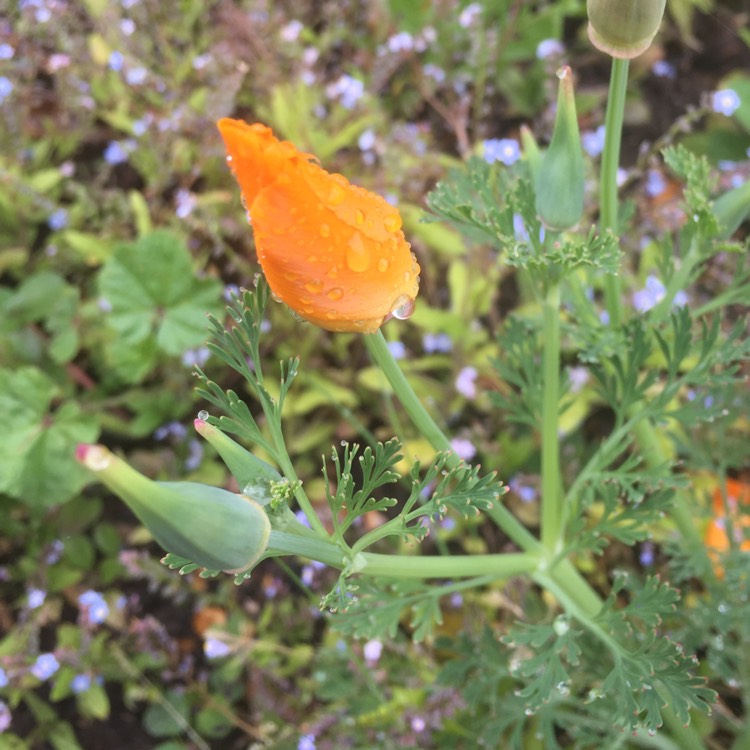 Plant image Eschscholzia californica
