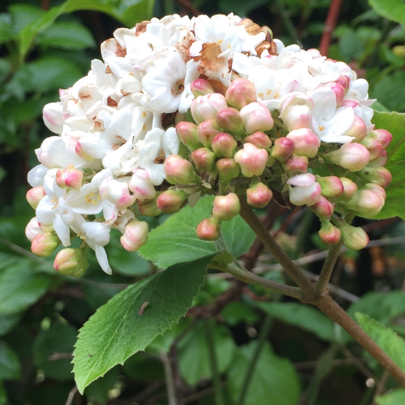 Plant image Viburnum carlesii 'Marlou'