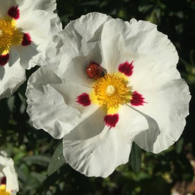 Cistus 'Snow Fire'