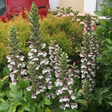 Acanthus spinosus