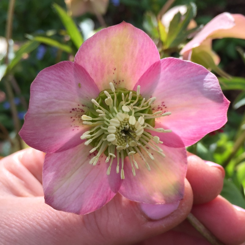 plant image 47125