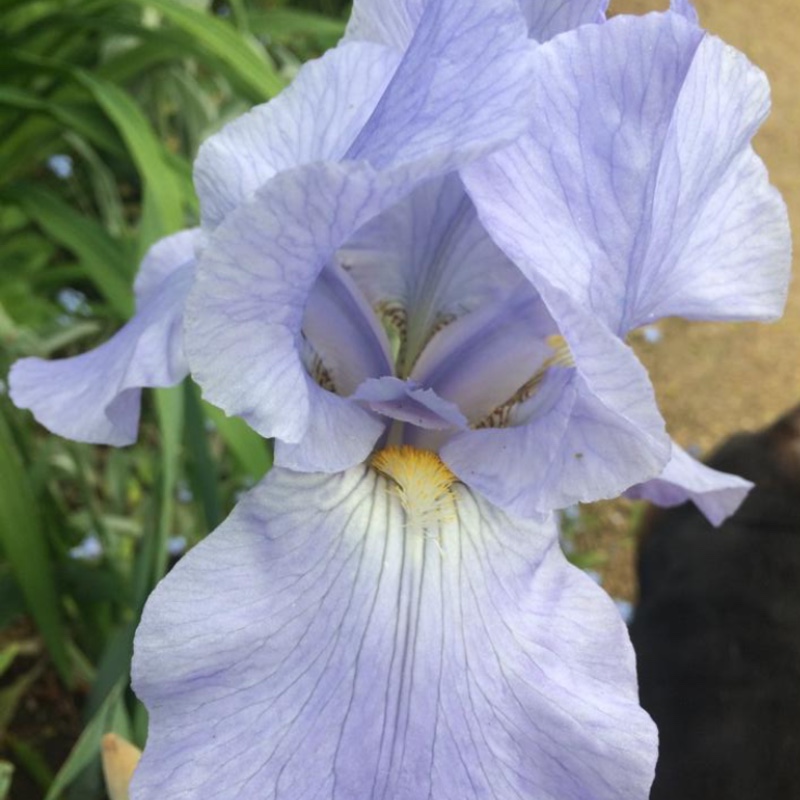 Plant image Iris x germanica 'Jane Phillips'