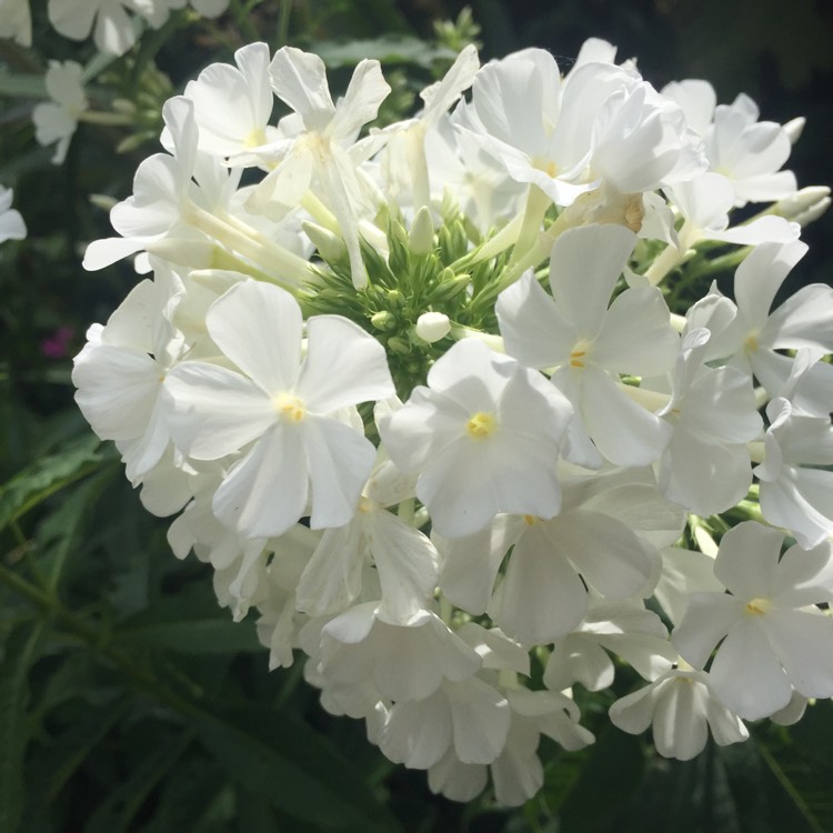 Plant image Phlox paniculata 'White Admiral'