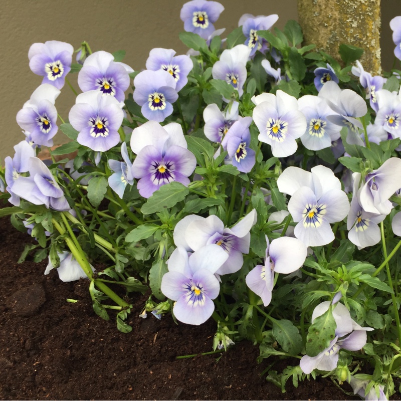 Viola cornuta 'Rocky Mickey'