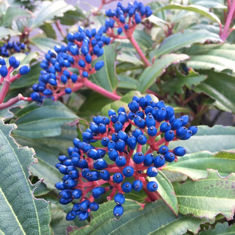 plant image 609319