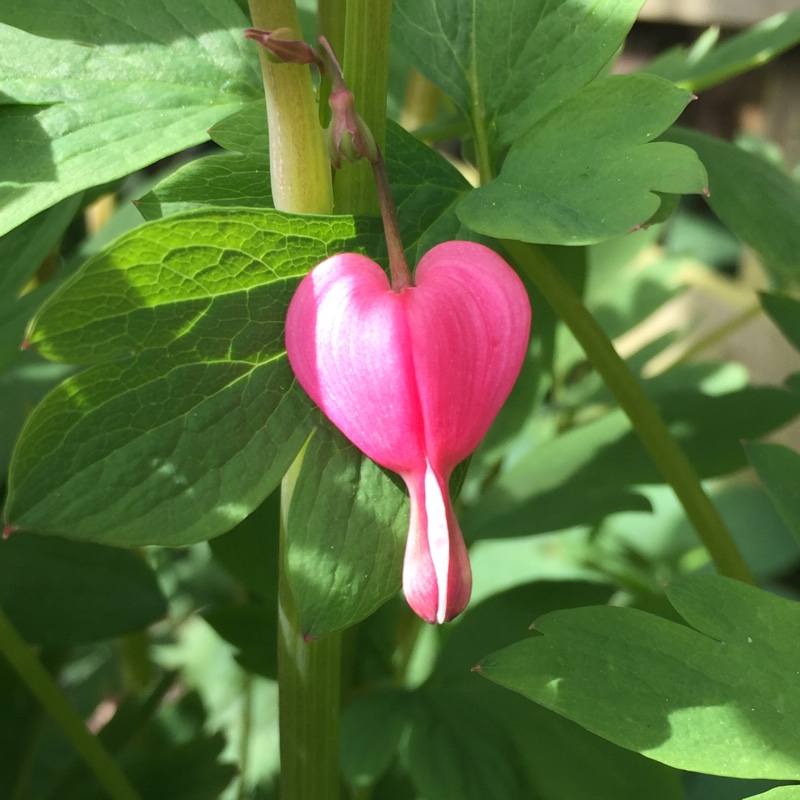 Lamprocapnos spectabilis  syn. Dicentra spectabilis