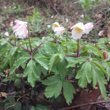 Anemone nemorosa