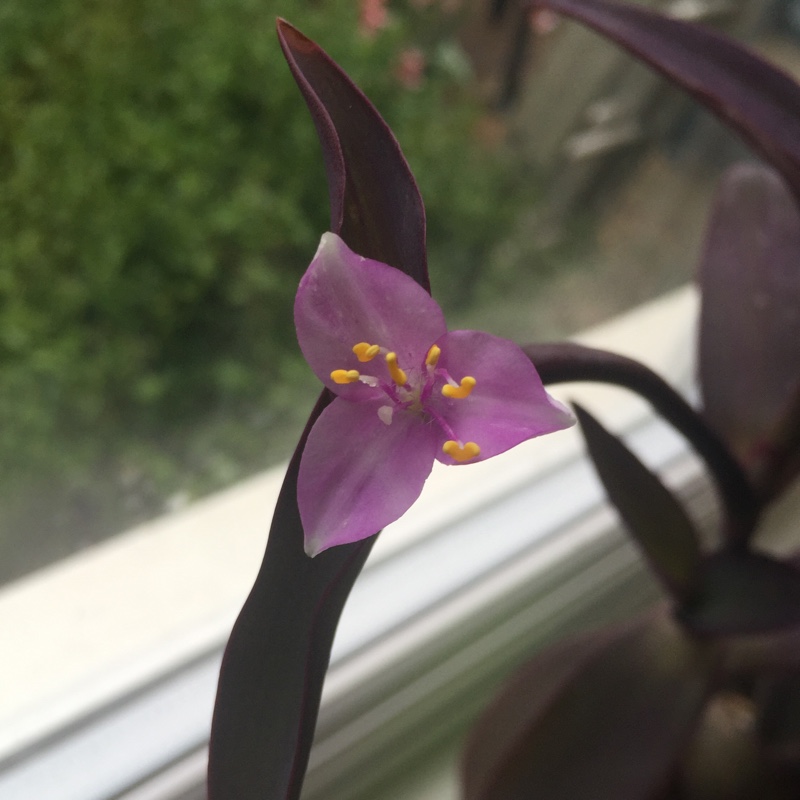 Plant image Tradescantia pallida 'Purpurea' syn. Tradescantia pallida 'Purple Heart'