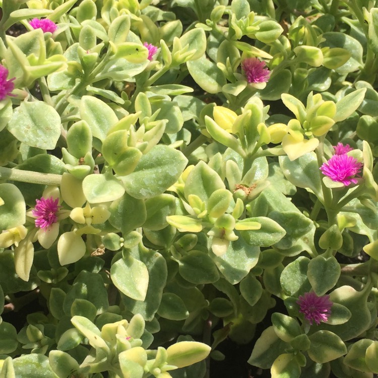 Plant image Portulaca oleracea 'Sun Jewels'