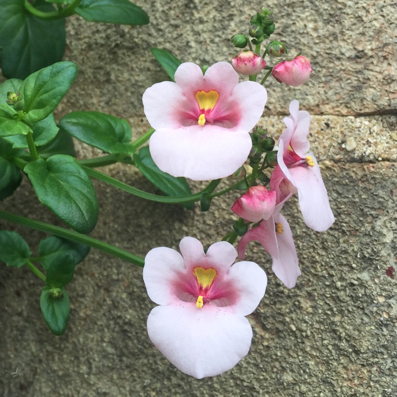 Plant image Diascia